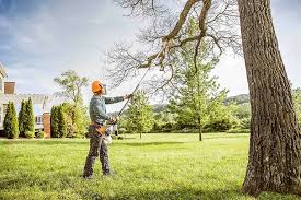 Professional Tree Services in Huntsville, AR