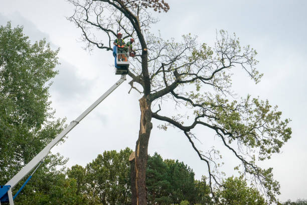 Landscape Design and Installation in Huntsville, AR